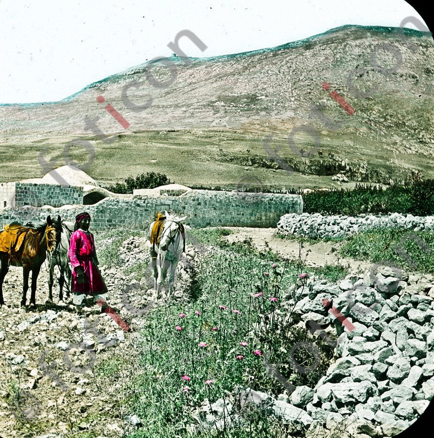 Hirten in Palästina | Shepherds in Palestine (foticon-simon-054-053.jpg)
